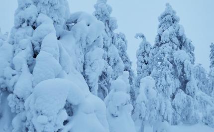 Tykkylunta puiden oksilla

