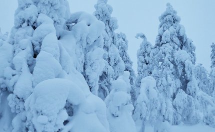 Tykkylunta puiden oksilla

