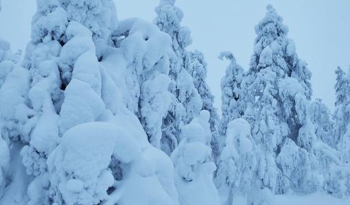 Tykkylunta puiden oksilla

