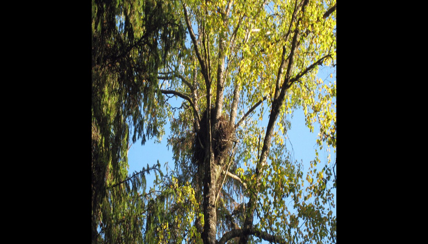 Kanahaukan pesä koivussa. 