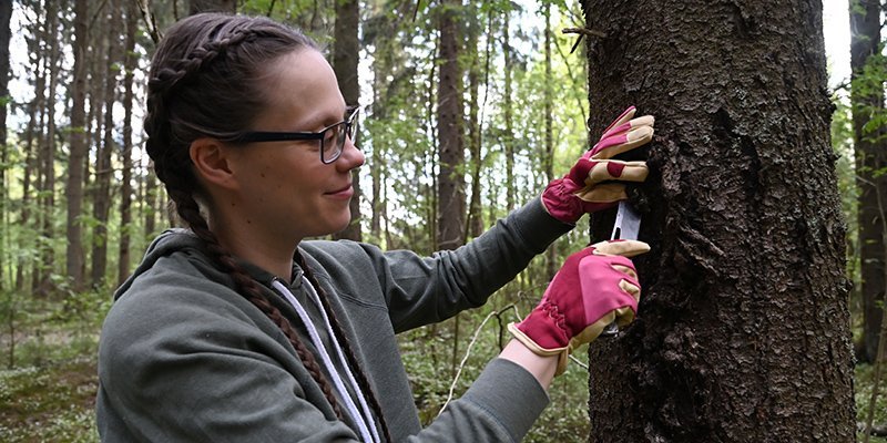 Ihminen kaivertaa puunrunkoa metsässä