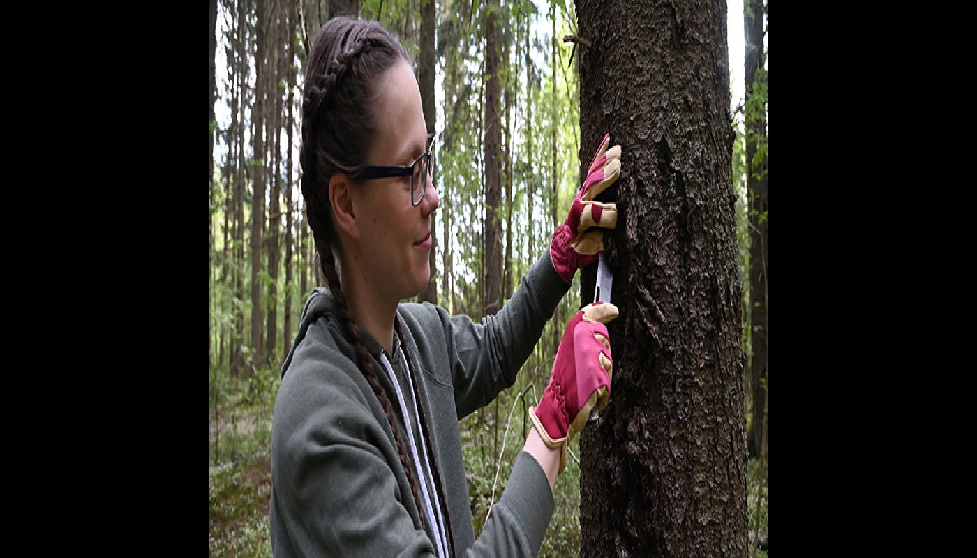Ihminen kaivertaa puunrunkoa metsässä