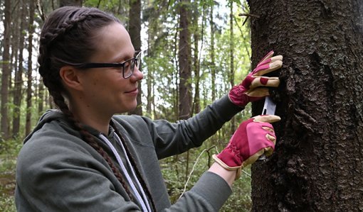 Ihminen kaivertaa puunrunkoa metsässä