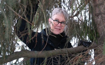 Pirjo Paldanius kurkistaa kuusenoksien välistä.