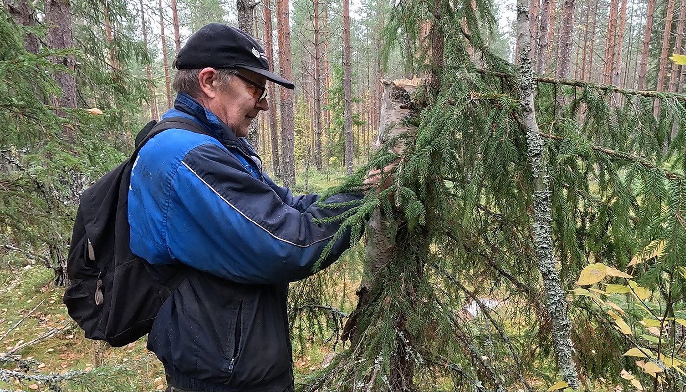Juhani Kauppinen ripustaa pökkelöpönttöä puuhun. 
