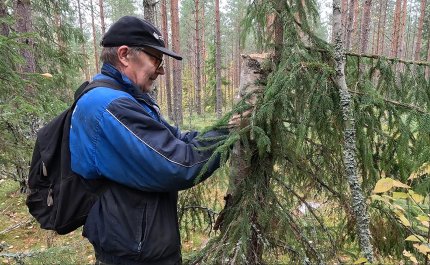 Juhani Kauppinen ripustaa pökkelöpönttöä puuhun. 
