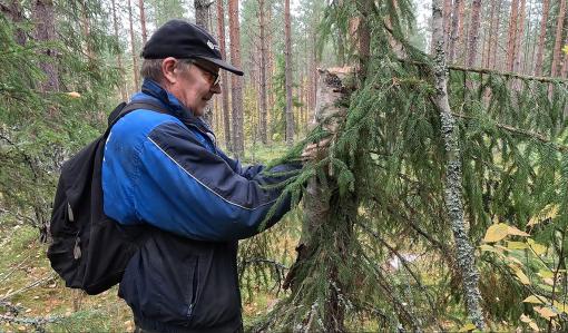 Juhani Kauppinen ripustaa pökkelöpönttöä puuhun. 
