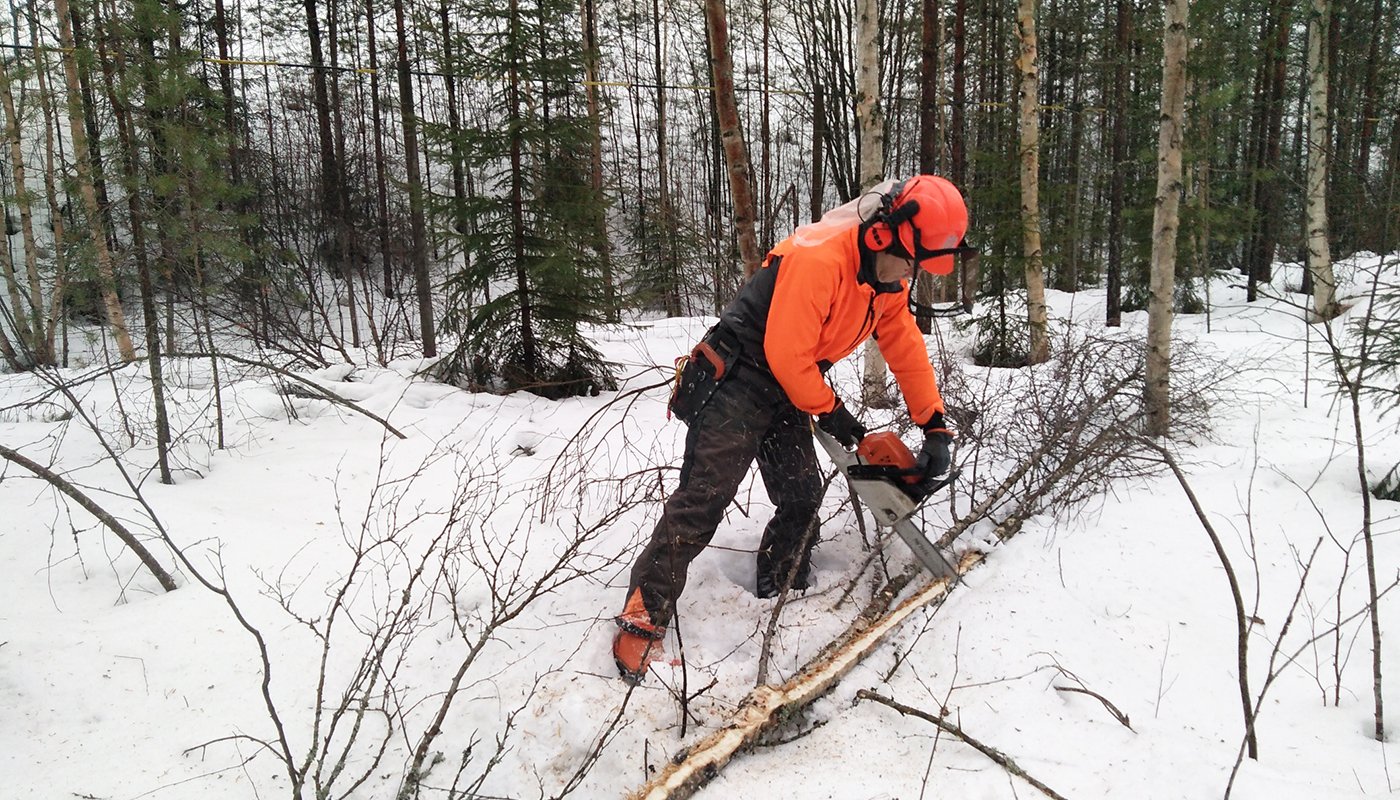 Mies sahaa moottorisahalla polttopuurankoja oranssit suojavarusteet päällä ja kypärä ja kuulosuojaimet päässä. On talvi ja maassa on lunta. 