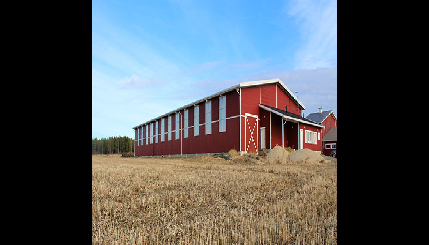 Punainen puumaneesi.