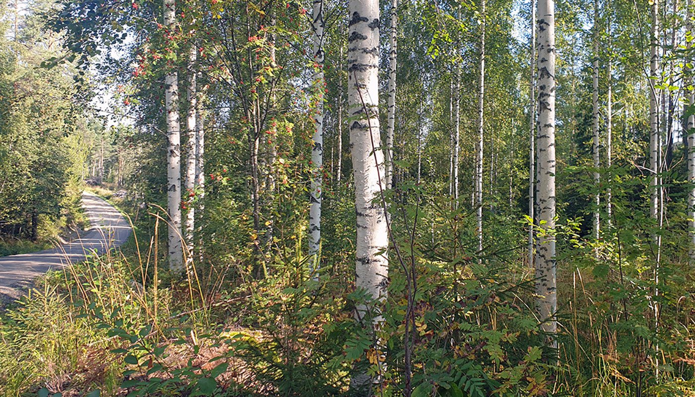 rauduskoivuja metsässä