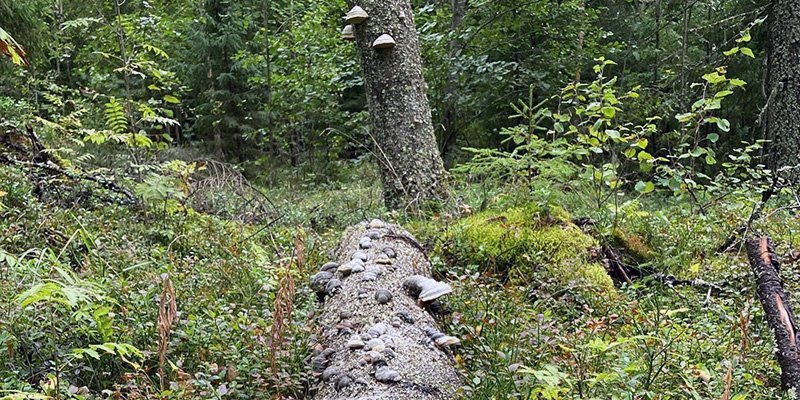 Maalahopuu, jossa on paljon kääpiä. 