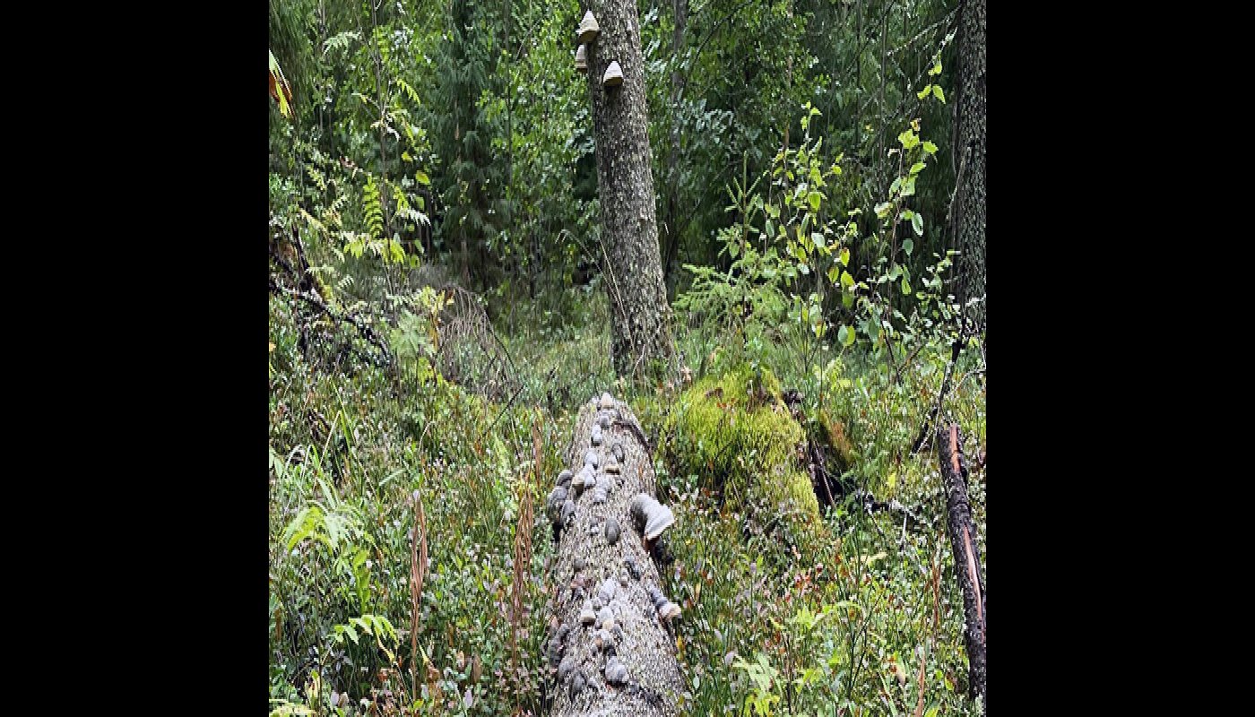 Maalahopuu, jossa on paljon kääpiä. 