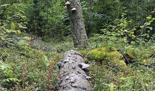 Maalahopuu, jossa on paljon kääpiä.