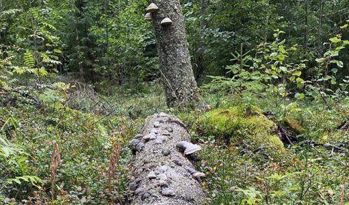 Maalahopuu, jossa on paljon kääpiä. 