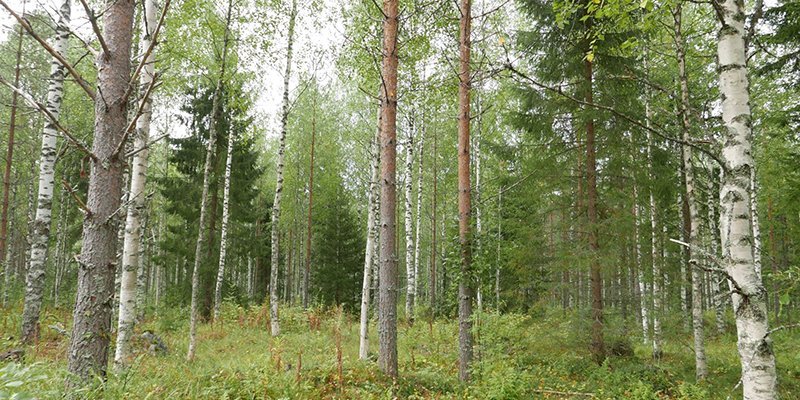 Sekametsää, jossa kasvaa mäntyjä, kuusia ja koivuja. 