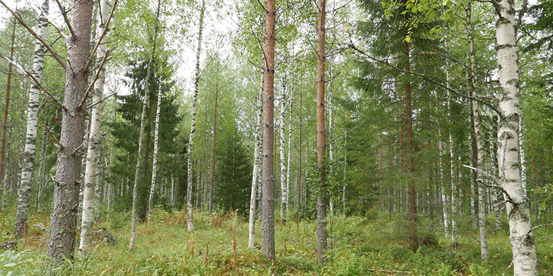 Sekametsää, jossa kasvaa mäntyjä, kuusia ja koivuja.