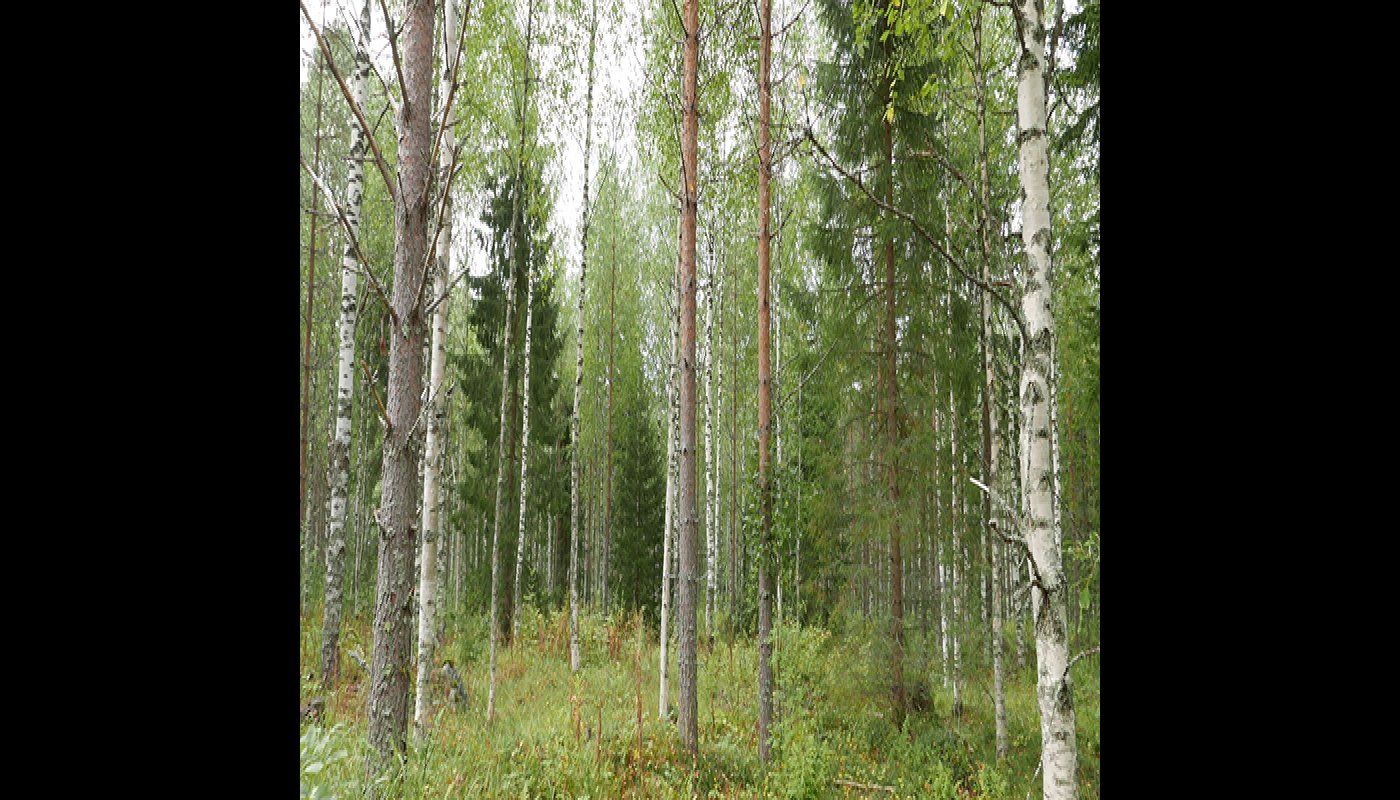 Sekametsää, jossa kasvaa mäntyjä, kuusia ja koivuja. 