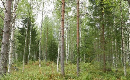 Sekametsää, jossa kasvaa mäntyjä, kuusia ja koivuja. 