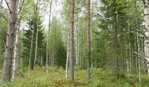 Sekametsää, jossa kasvaa mäntyjä, kuusia ja koivuja. 