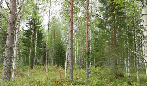 Sekametsää, jossa kasvaa mäntyjä, kuusia ja koivuja.