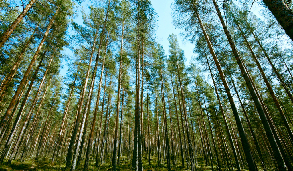 Koristeellinen kuva