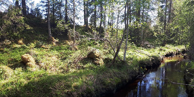 Kuvassa oikealla on puro ja vasemmalla näkyy sen suojavyöhykkeeksi jätettyä metsää. 