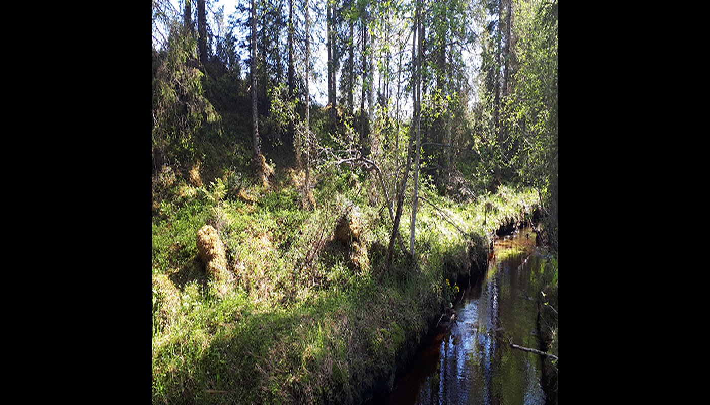 Kuvassa oikealla on puro ja vasemmalla näkyy sen suojavyöhykkeeksi jätettyä metsää. 