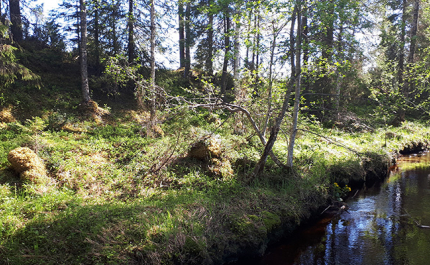 Kuvassa oikealla on puro ja vasemmalla näkyy sen suojavyöhykkeeksi jätettyä metsää. 