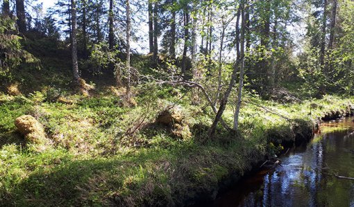 Kuvassa oikealla on puro ja vasemmalla näkyy sen suojavyöhykkeeksi jätettyä metsää.
