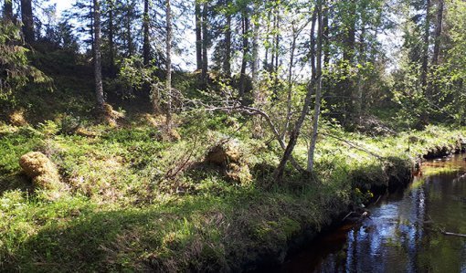 Kuvassa oikealla on puro ja vasemmalla näkyy sen suojavyöhykkeeksi jätettyä metsää. 