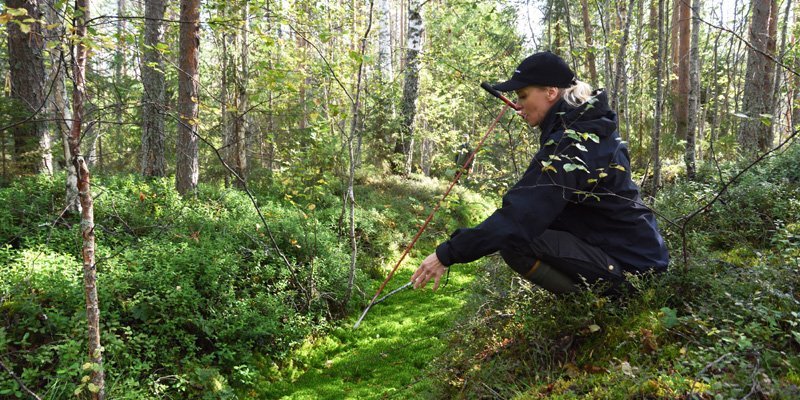 Miia Saarimaa mittaa mittakepillä ojan turvekerroksen syvyyttä suometsässä. 