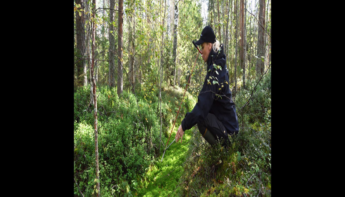 Miia Saarimaa mittaa mittakepillä ojan turvekerroksen syvyyttä suometsässä. 