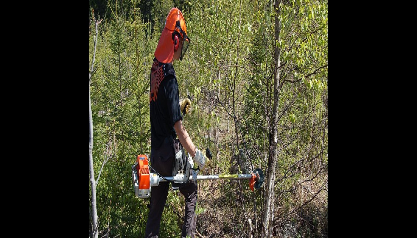 Mies perkaa kesällä taimikkoa raivaussahalla.