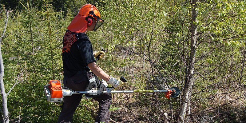 Mies perkaa kesällä taimikkoa raivaussahalla.