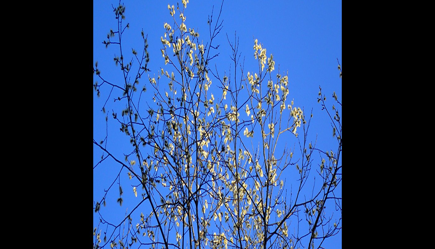 Kukkivan raidan latvus sinistä taivasta vasten.
