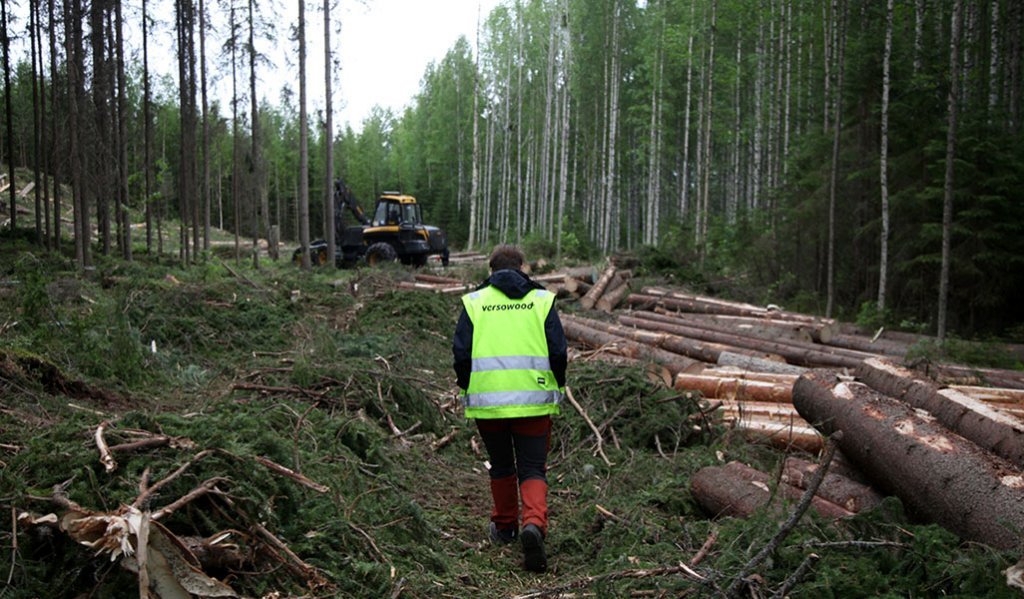Puunostaja Teija Hyytiäinen-Koskimäki kävelee kohti hakkuutyömaata ja metsäkonetta. Oikealla maassa on kaadettuja puita.