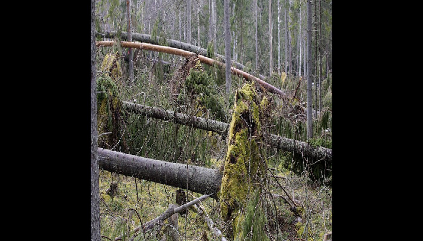 Myrskyssä kaatuneita puita. 