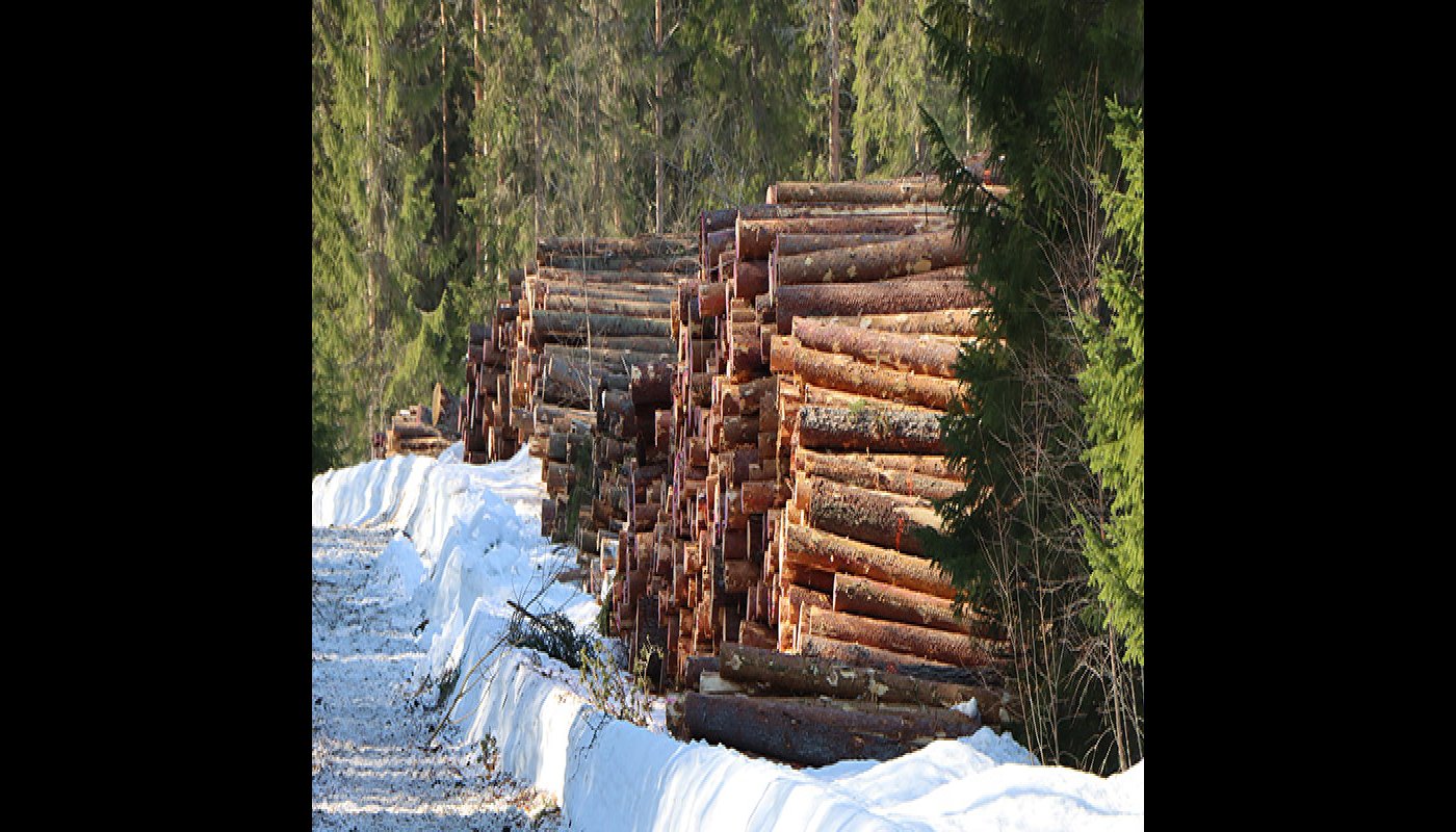 Puuta pinossa metsätien varressa talvella.
