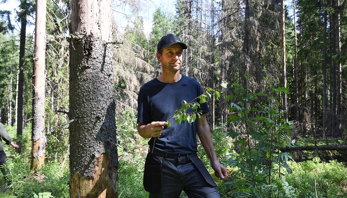 Jukka Harju metsässään, taustalla kuolleita kuusia.
