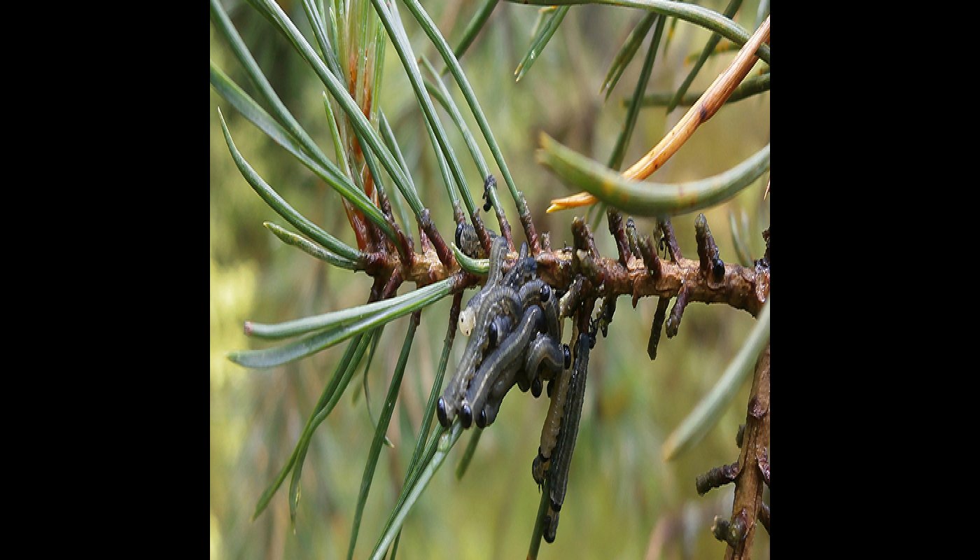 Ruskomäntypistiäisiä männyn oksassa. 