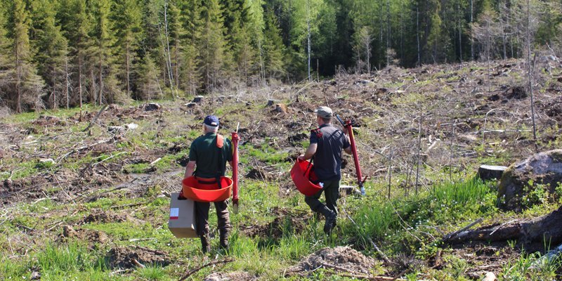 Miehet kävelevät kohti hakkuuaukiota pottiputkien, taimilaatikon ja taimivakkojen kanssa istuttamaan puita. 