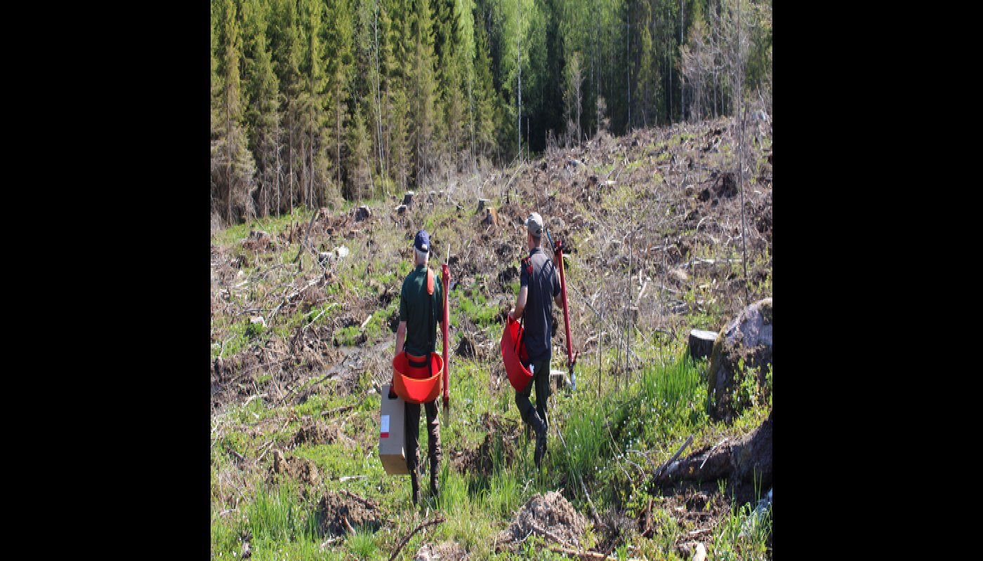 Miehet kävelevät kohti hakkuuaukiota pottiputkien, taimilaatikon ja taimivakkojen kanssa istuttamaan puita. 