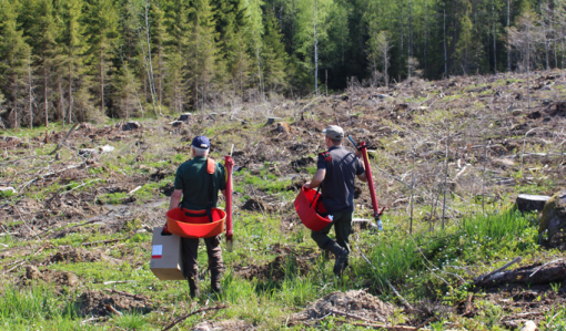 Miehet kävelevät kohti hakkuuaukiota pottiputkien, taimilaatikon ja taimivakkojen kanssa istuttamaan puita.