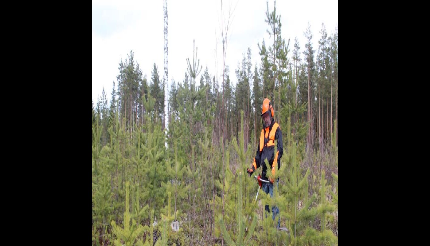 Metsuri turvavarusteissaan taimikossa