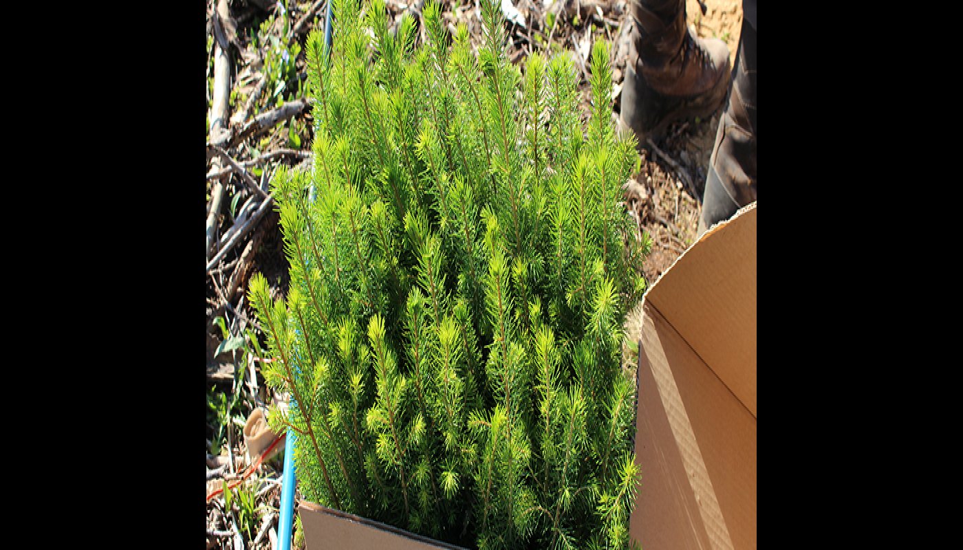 Kuusentaimia laatikossa