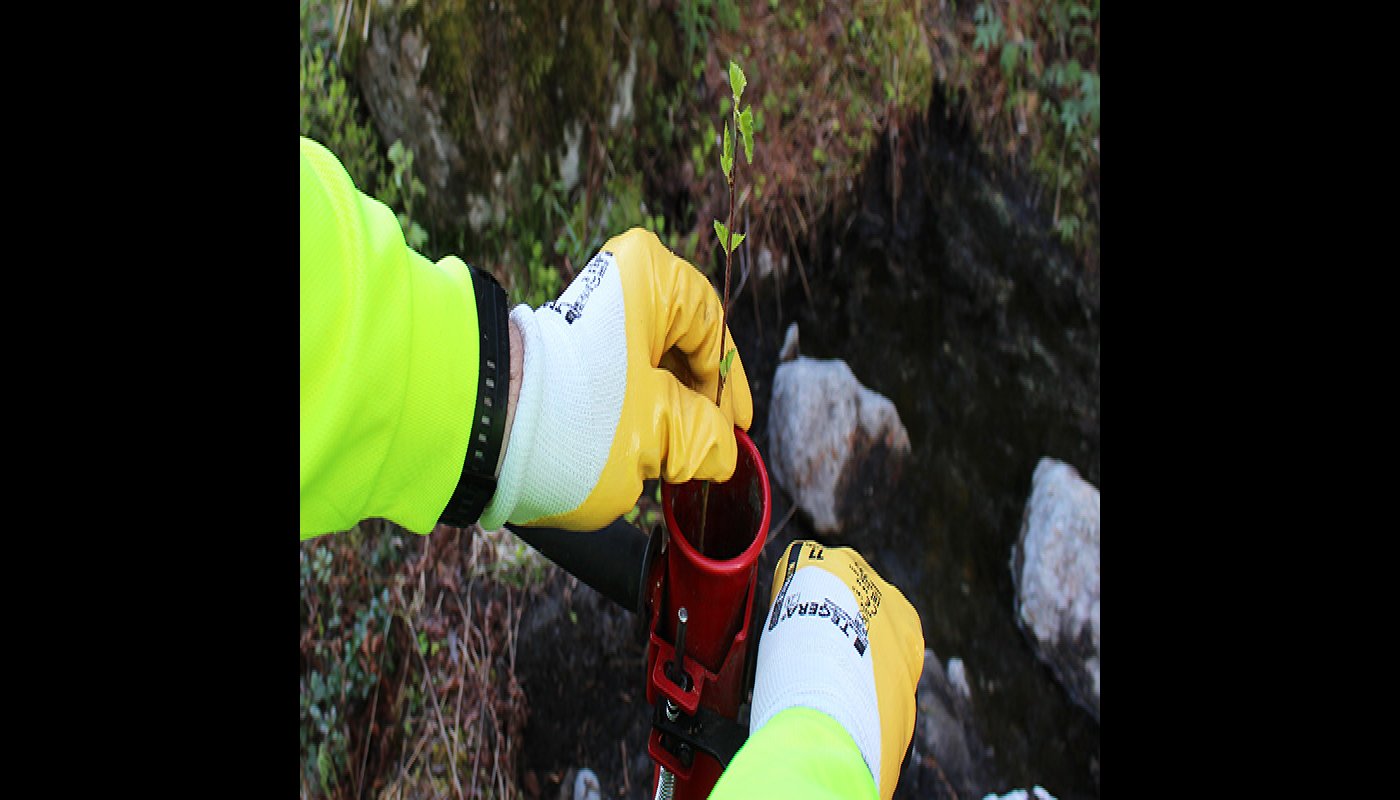 Kuvassa kädet, jotka asettavat koivuntaimea pottiputkeen.