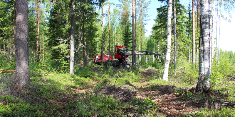 Kuvassa hakkuukone harventaa metsää väyläharvennuksena.