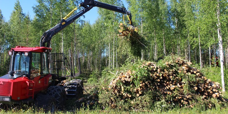 Väyläharvennus voi vähentää ensiharvennuksen kuluja