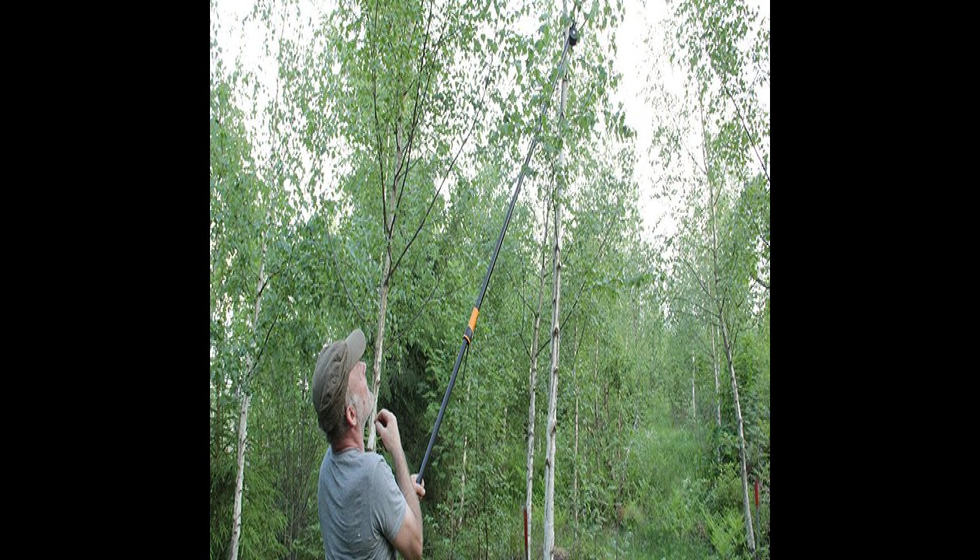 Esko Tiitola karsii oksia visakoivikosta.