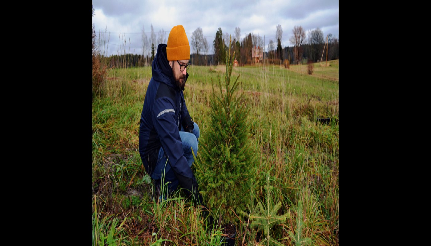 Torbjörn Granberg on kyykistynyt katsomaan pientä vuokrakuusta. 